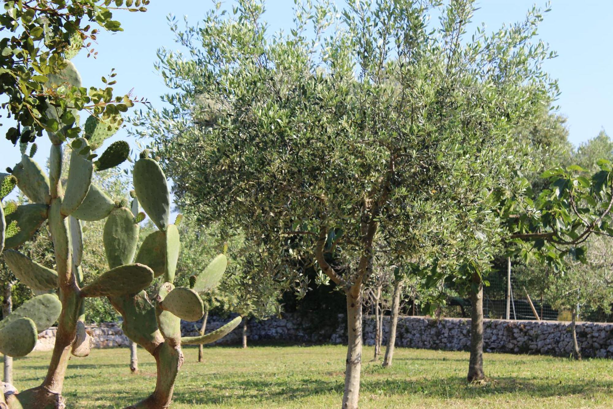 Masseria Tolla オストゥーニ エクステリア 写真